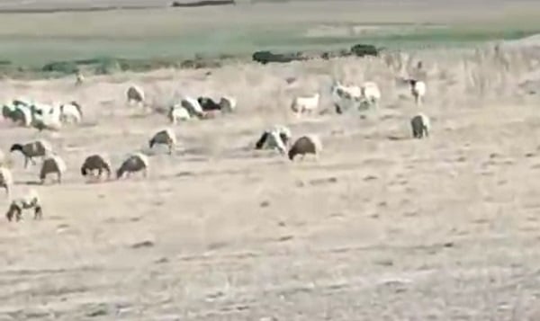 Aç kalan sürü böyle görüntülendi