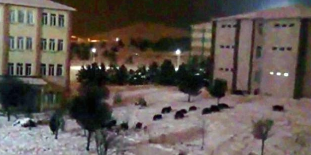 Aç kalan sürü üniversiteye girdi