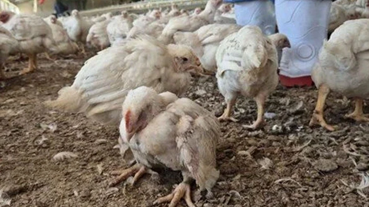 Aç kalan tavuklar birbirini yedi!