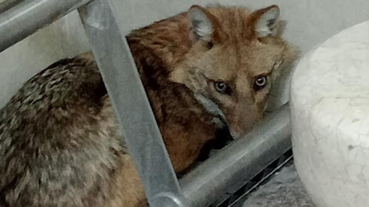 Aç kalan tilki camiye sığındı