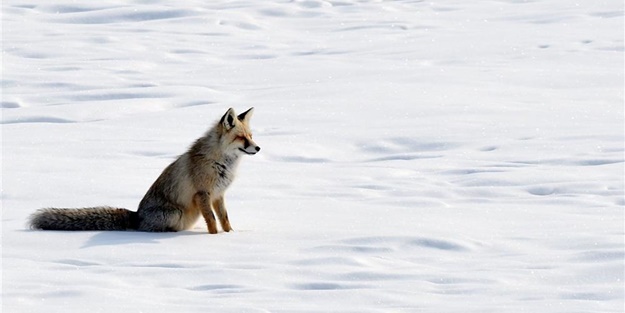 Aç kalan tilki fare avına çıktı
