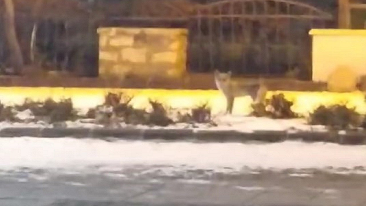 Aç kalan tilki herkesi korkuttu