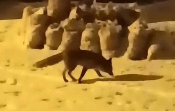 Aç kalan tilki ilçe merkezine böyle indi