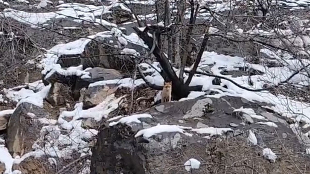 Aç kalan tilki kar altında yiyecek aradı!