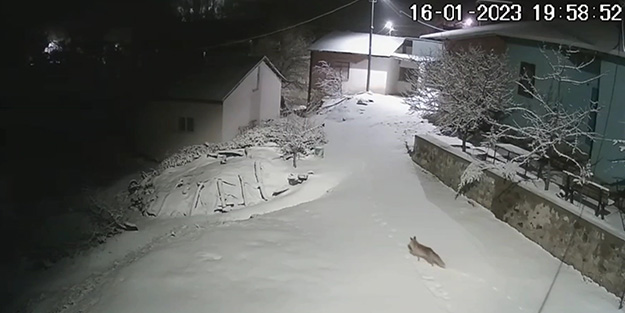 Aç kalan tilki köye indi! O anlar böyle görüntülendi