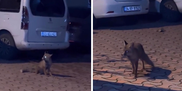 Aç kalan tilki şehir merkezinde yiyecek aradı