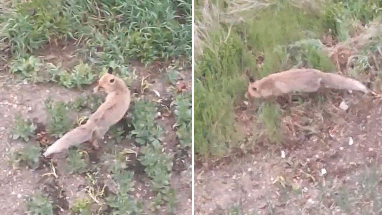 Aç kalan tilki şehir merkezine indi, sokaklarda, evlerin kapısında yiyecek aradı