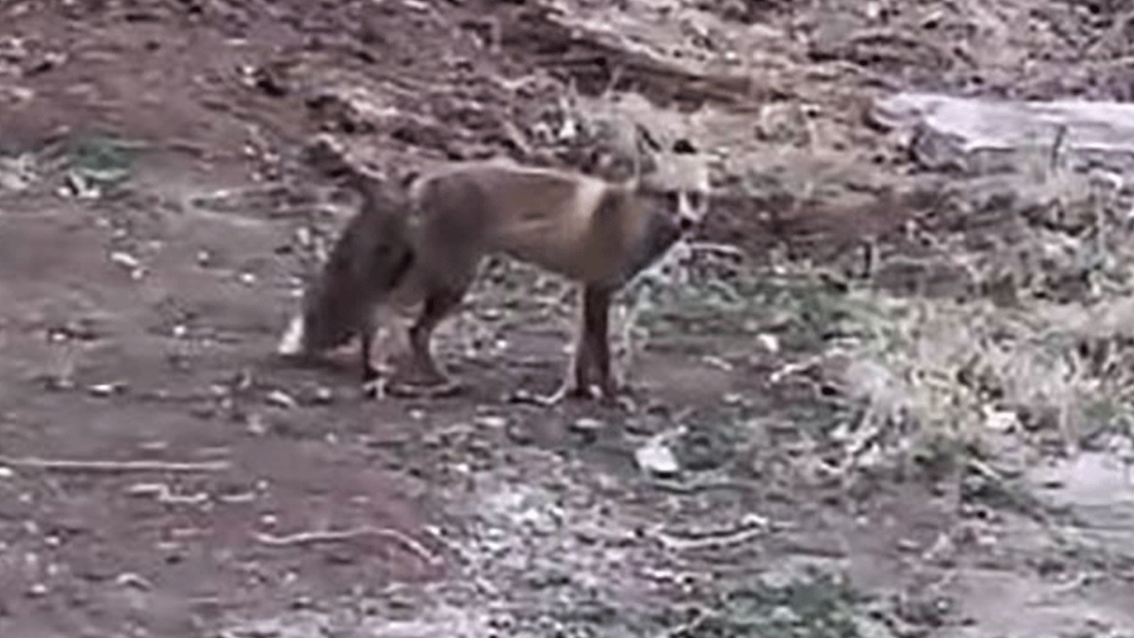 Aç kalan tilki şehre indi