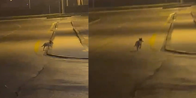 Aç kalan tilki sokaklara indi! O anlar anbean kamerada