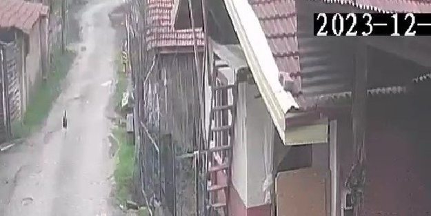 Aç kalan tilki tavuklara ve horoza saldırdı! O anlar kamerada