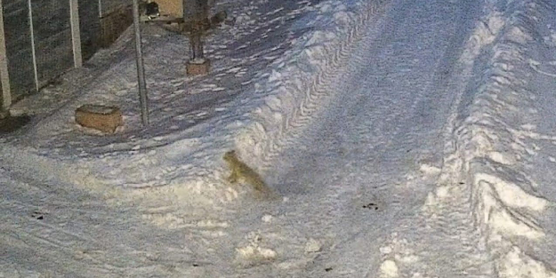 Aç kalan tilkiler yerleşim yerinde yiyecek aradı