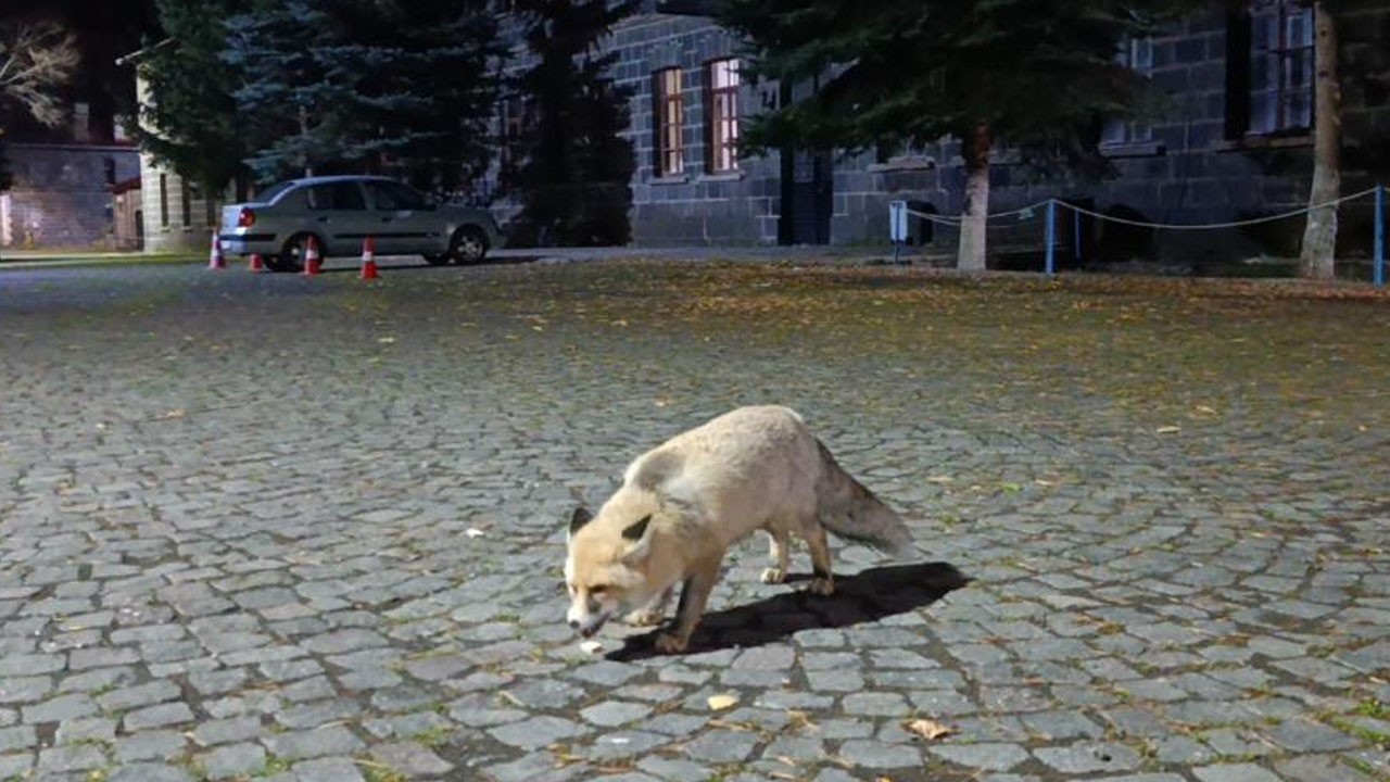 Aç kalan tilkiyi bisküvi ile besledi