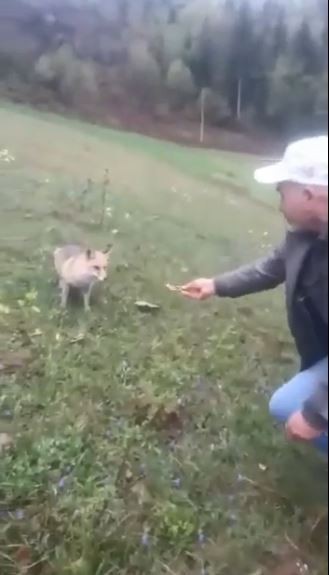 Aç kalan tilkiyi elleriyle besledi 