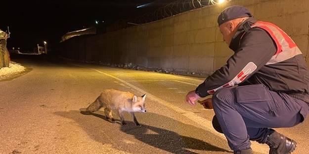 Aç kalan tilkiyi jandarma eliyle besledi