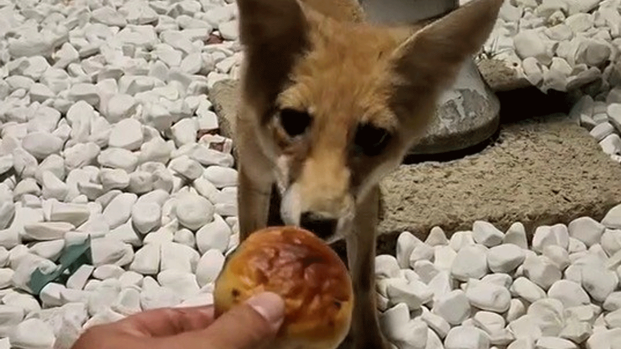 Aç kalan tilkiyi poğaça ile besledi