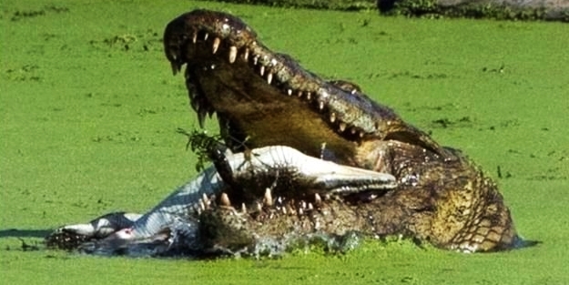 Aç kalan timsah hiç acımadan yavrusunu yedi!