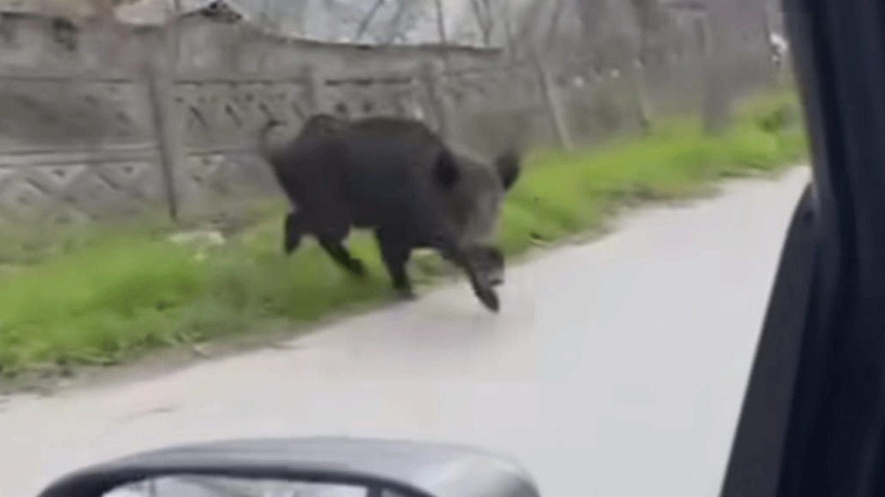 Aç kalan yaban domuzları ilçe merkezine indi! Vatandaşlar büyük panik yaşadı