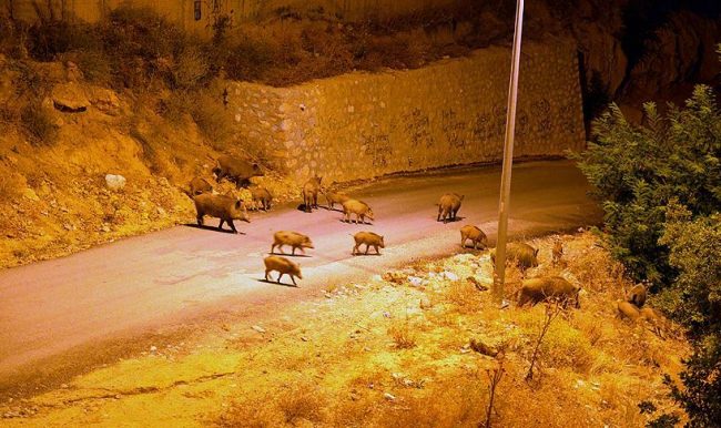 Aç kalan yaban domuzları şehre indi