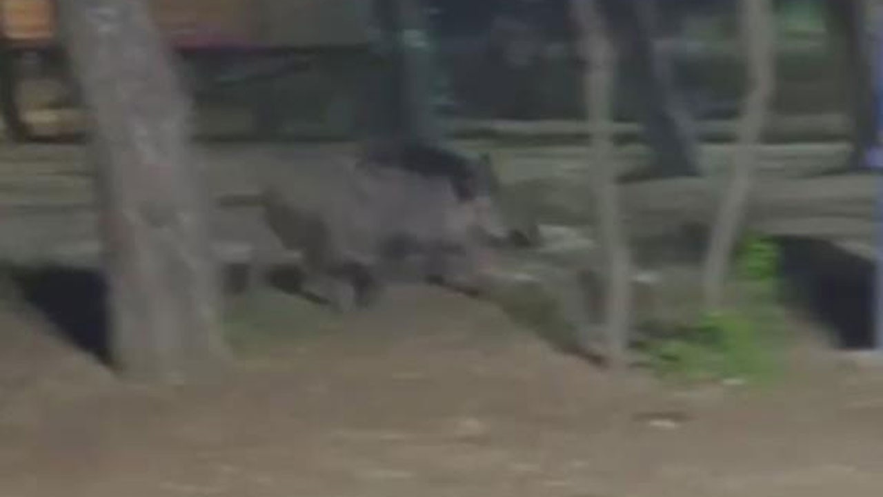 Aç kalan yaban domuzu mesire alanına indi