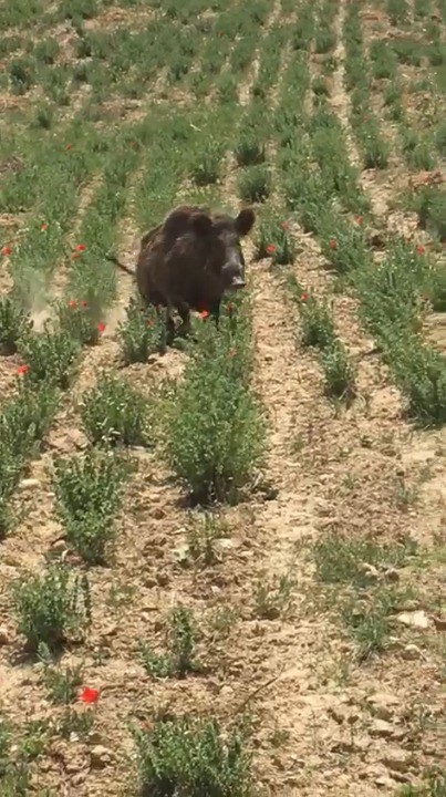 Aç kalan yaban domuzu şehir merkezindeki kekik tarlasına girdi 