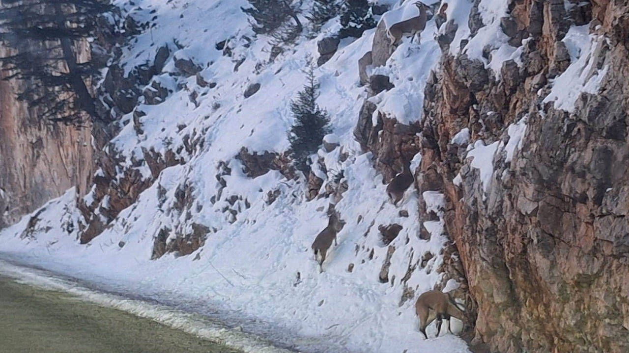 Aç kalan yaban keçileri kara yoluna indi!