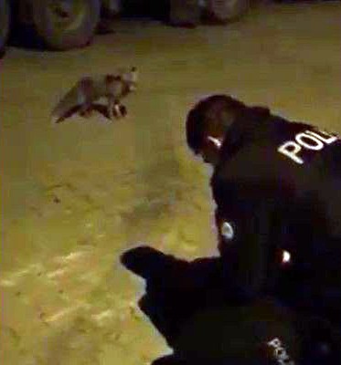 Aç kalarak şehre kadar inen tilkiyi polis ekipleri elleriyle besledi 