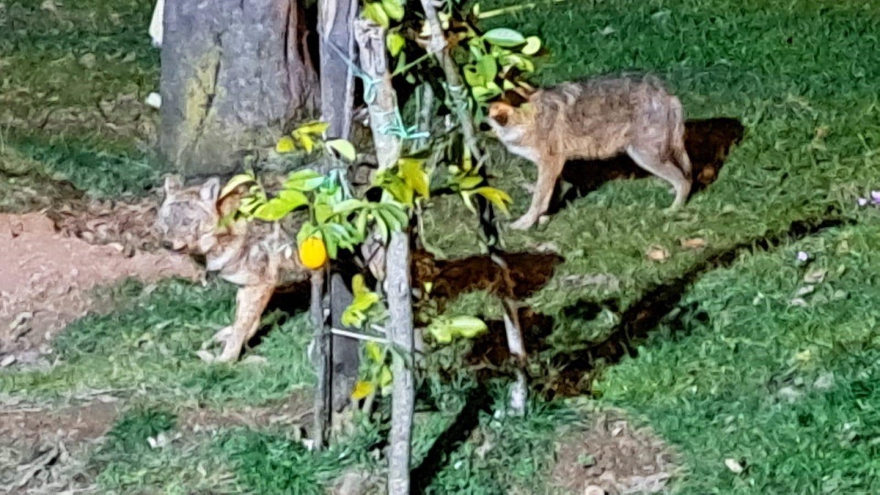 Aç kaldıklarında ona sığınıyorlar! Japonya’dan döndü çakallara ‘Baba’ oldu