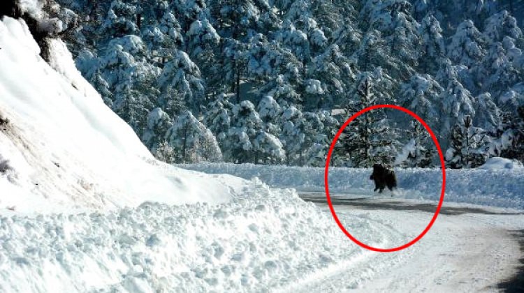 Aç kalınca şehre indiler!