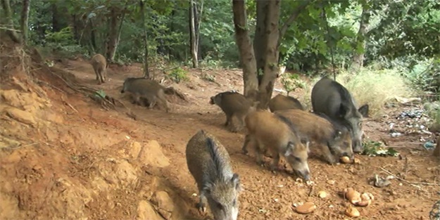 Aç kalınca şehre kadar indiler