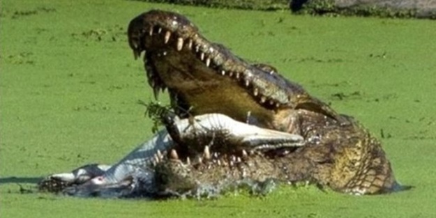 Aç kalınca yavrusunu yedi! - FOTO