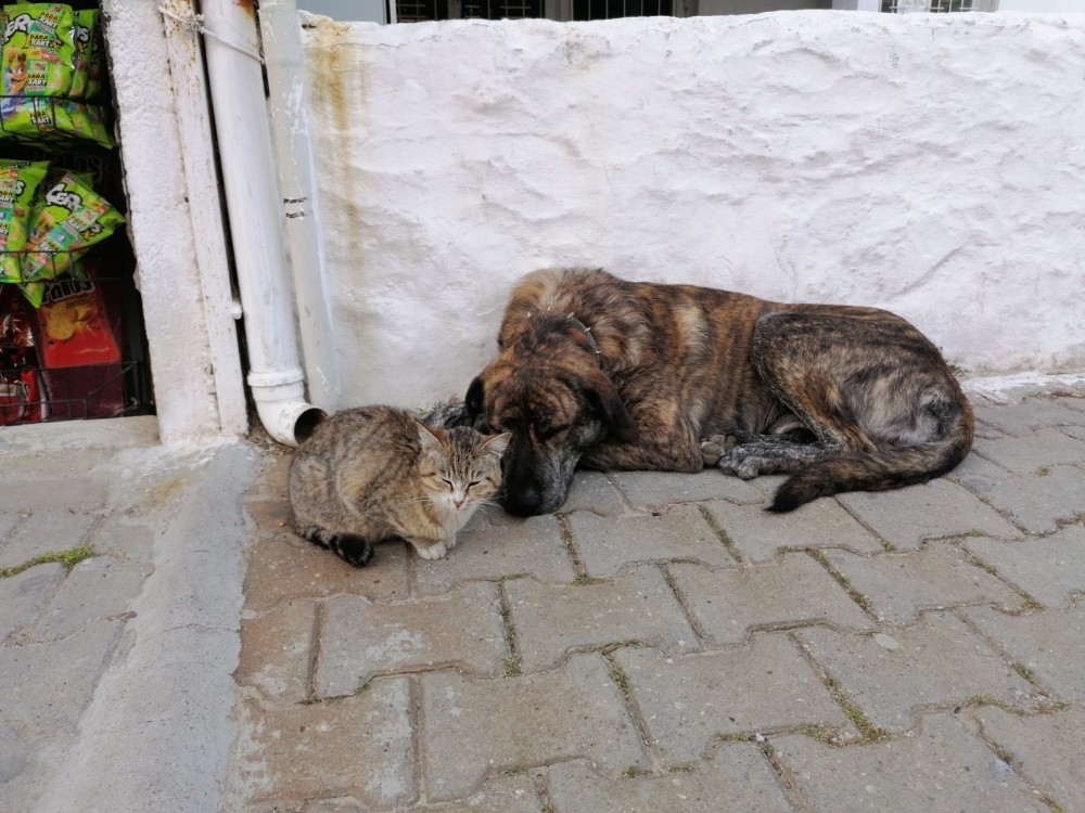 Aç kalıp bahçeye sığınan kediye evin köpeği sahip çıktı 