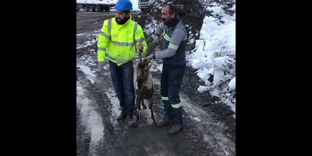 Aç kalıp şantiyeye giren dağ keçisiyle hatıra fotoğrafı çektiler