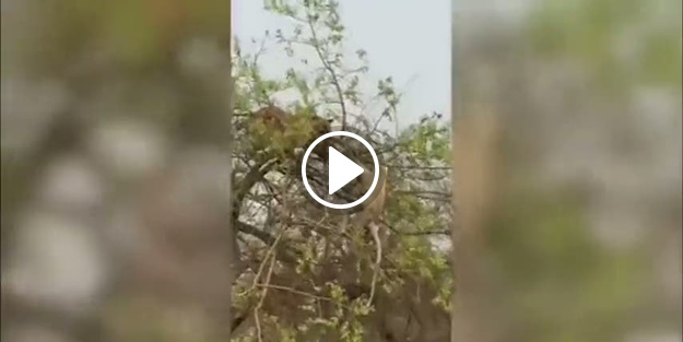 Aç kaplanın maymunla imtihanı