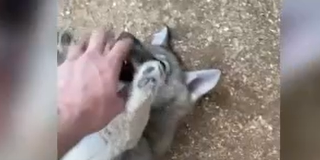 Aç kurt denildi, bakın ne çıktı!