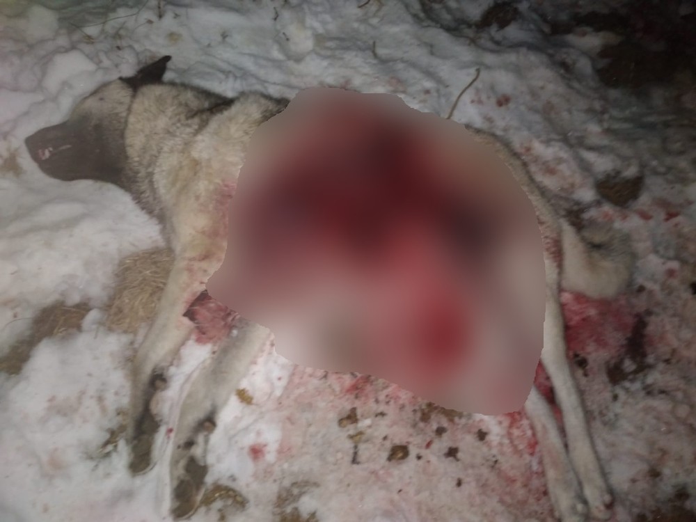 Aç kurt sürüsü köpeği parçaladı 