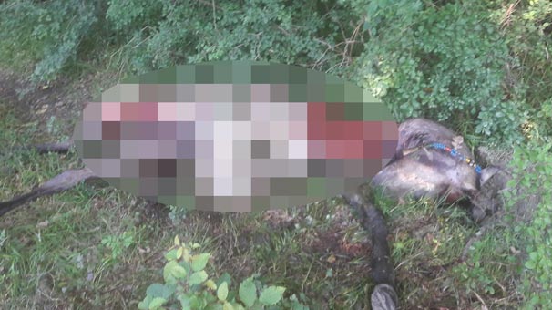 Aç kurtlar atı parçaladı