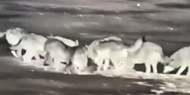 Aç kurtlar kangal köpeğini parçaladı