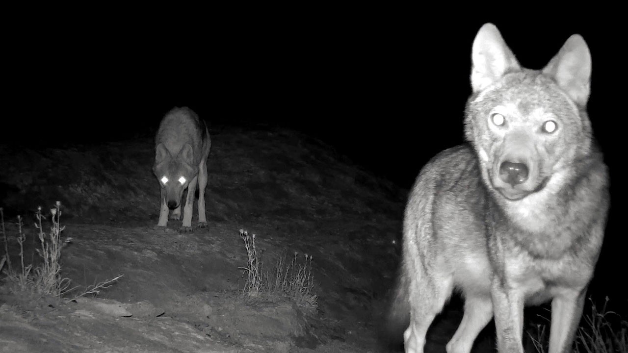 Aç kurtlar köye kadar indi! Erzincanlı besiciler nöbette