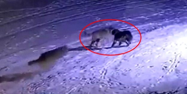 Aç kurtların çoban köpeğini parçaladığı dehşet anları kamerada!