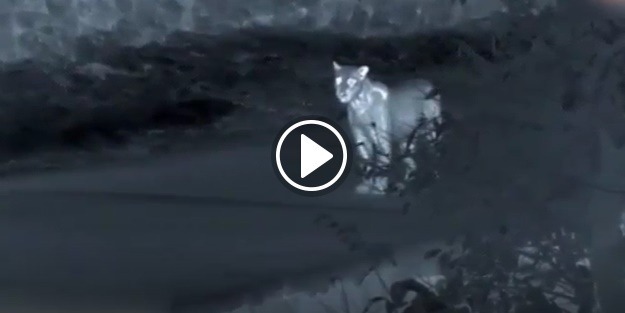 Aç leopar domuz sürüsüne saldırdı!