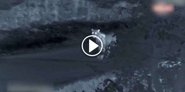 Aç leopar domuz sürüsüne saldırdı!