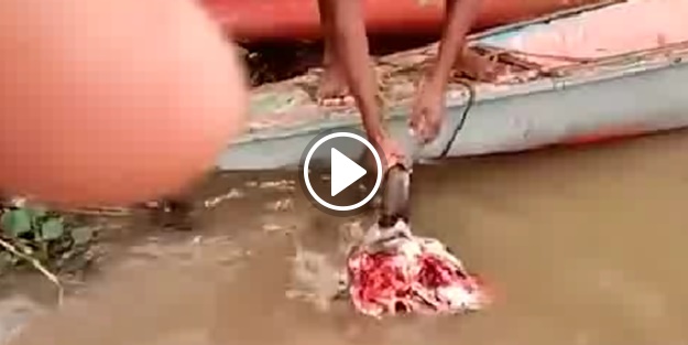 Aç piranalara bufalo kafası verilirse...