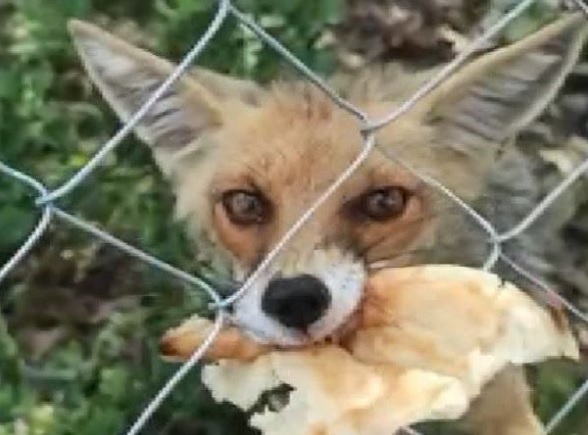 Aç tilkiyi elleriyle böyle besledi