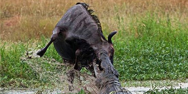 Aç timsah ve antilop kapıştı! İşte görüntüler...