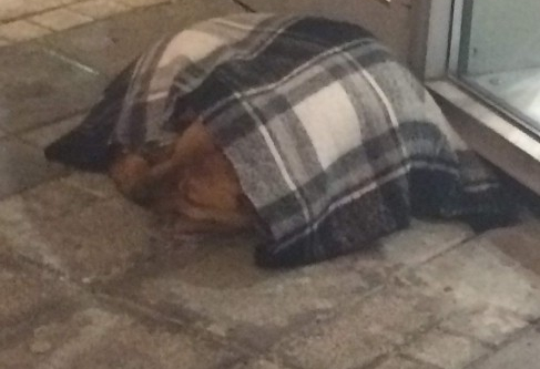 Eskişehir sokak hayvanlarına duyarsız kalmıyor