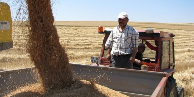 Sorgun’da hububat hasadı başladı