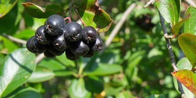 Açai meyvesinin faydaları nelerdir? Açai bowl ne, nasıl yapılır? Milyonlar seviyor: Süper gıda farkıyla zirve yaptı!