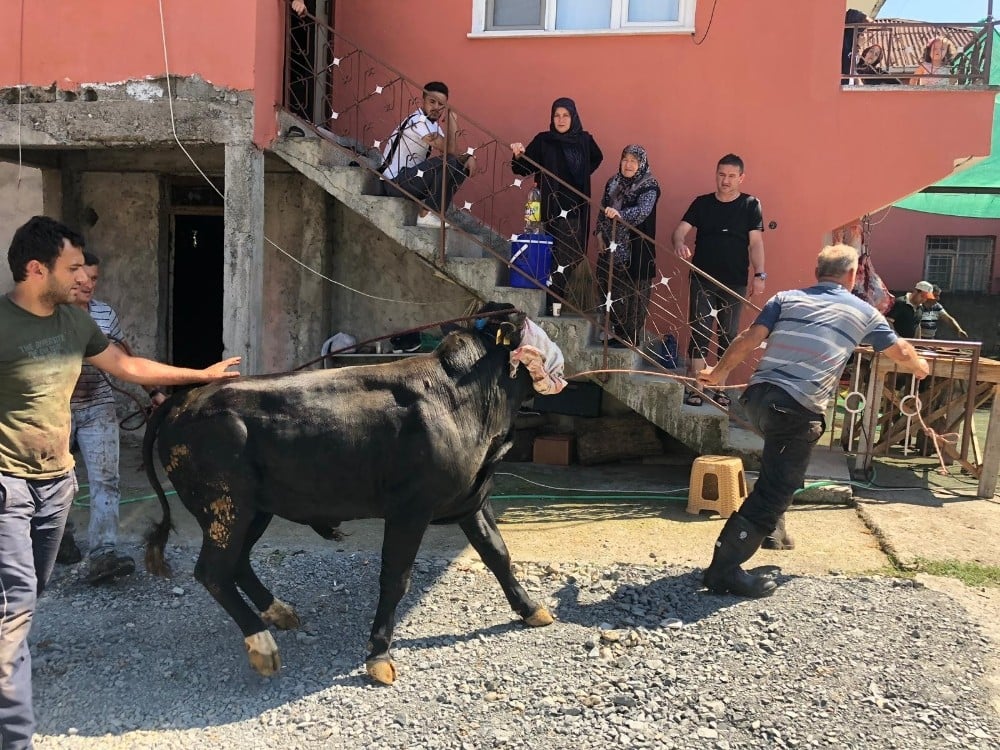 Acemi kasaplar kurban yerine kendilerini kesti 