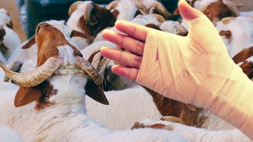 Acemi kasaplar yine iş başında! Bir günde 14 binden fazla kişi hastanelik oldu