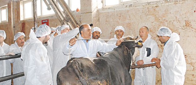 Acemi kasaplara kesim incelikleri